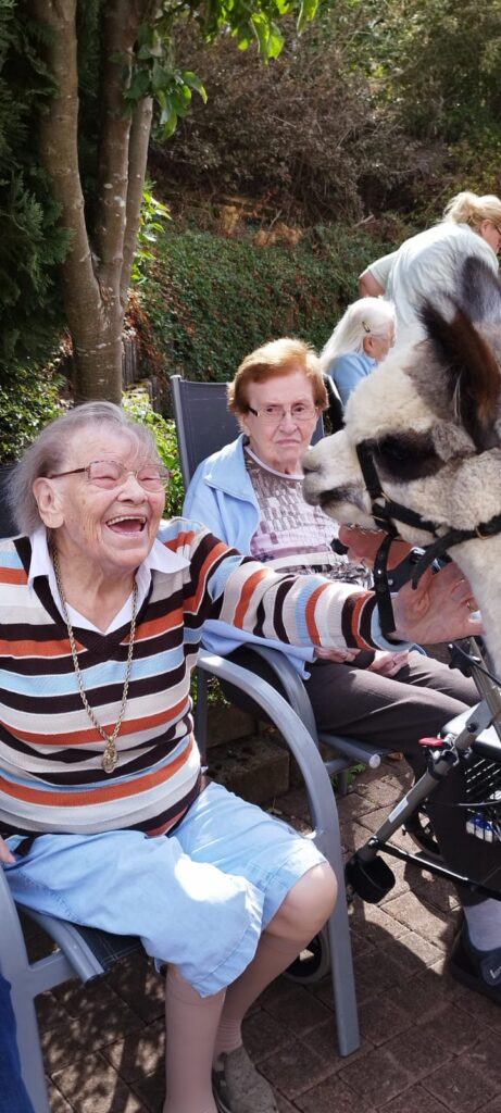 Alpakas
